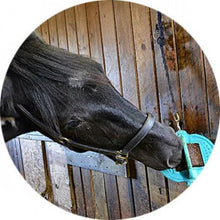 Load image into Gallery viewer, Bizzy Bites Jouet pour Cheval