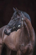 Load image into Gallery viewer, Covalliero Licol Classic - SHOP HORSE