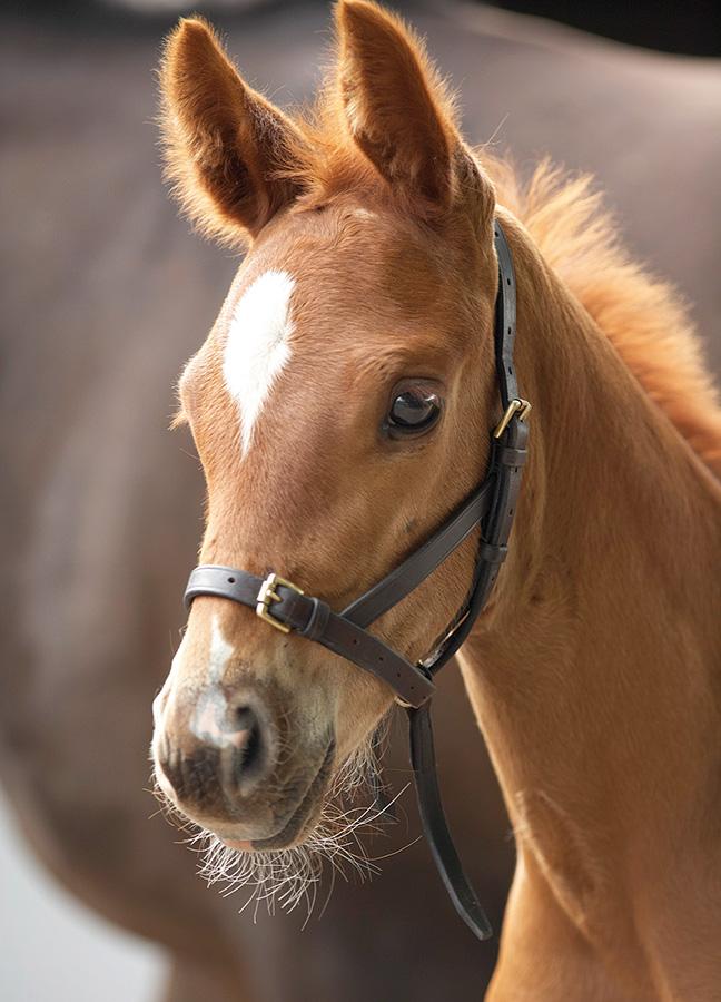 Blenheim Licol Slip Poulain en cuir - SHOP HORSE