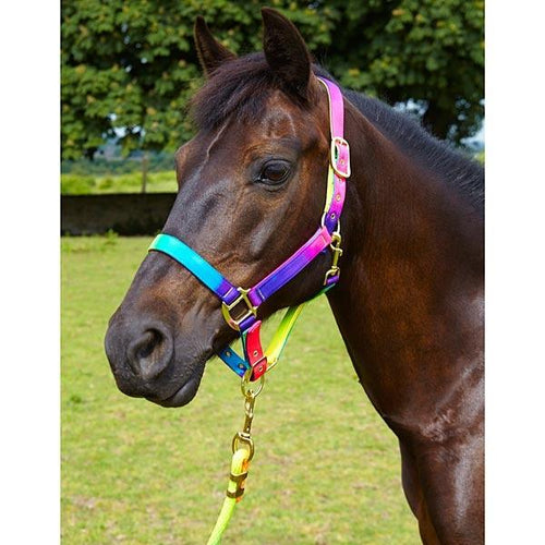 Elico Matterdale Licol - SHOP HORSE