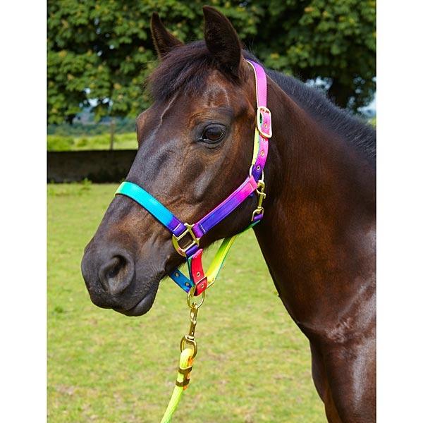 Elico Matterdale Licol - SHOP HORSE