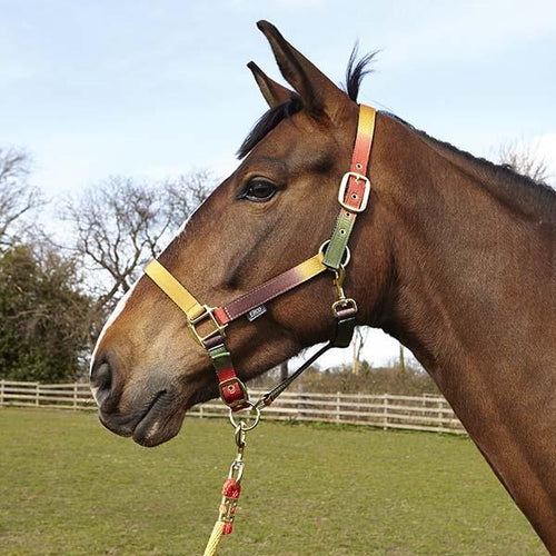 Elico Ryedale Licol Autumn - SHOP HORSE