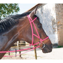 Load image into Gallery viewer, Biotack Bridon Licol - SHOP HORSE
