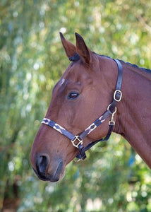 Bleinham Licol Polo en cuir