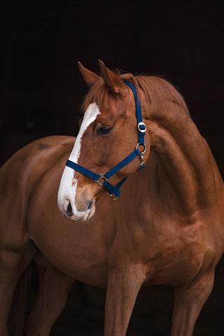 Covalliero Licol Classic - SHOP HORSE