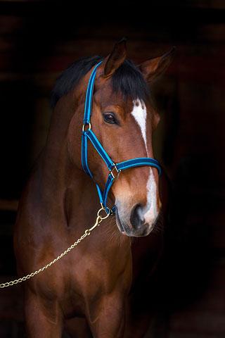 Covalliero Licol Exclusif - Grand cheval - SHOP HORSE